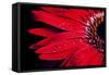 Red Gerbera with Waterdrops 03-Tom Quartermaine-Framed Stretched Canvas