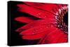 Red Gerbera with Waterdrops 03-Tom Quartermaine-Stretched Canvas
