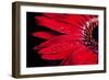 Red Gerbera with Waterdrops 03-Tom Quartermaine-Framed Giclee Print