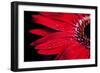 Red Gerbera with Waterdrops 03-Tom Quartermaine-Framed Giclee Print