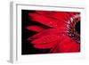 Red Gerbera with Waterdrops 03-Tom Quartermaine-Framed Giclee Print