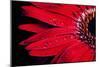 Red Gerbera with Waterdrops 03-Tom Quartermaine-Mounted Giclee Print