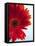 Red Gerbera-Dieter Heinemann-Framed Stretched Canvas