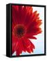 Red Gerbera-Dieter Heinemann-Framed Stretched Canvas