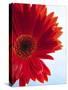 Red Gerbera-Dieter Heinemann-Stretched Canvas