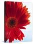 Red Gerbera-Dieter Heinemann-Stretched Canvas