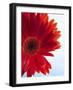 Red Gerbera-Dieter Heinemann-Framed Photographic Print