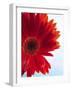 Red Gerbera-Dieter Heinemann-Framed Photographic Print