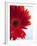 Red Gerbera-Dieter Heinemann-Framed Photographic Print