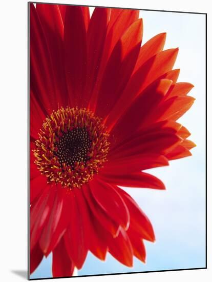 Red Gerbera-Dieter Heinemann-Mounted Photographic Print