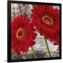 Red Gerberas I-Jenny Thomlinson-Framed Art Print