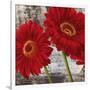 Red Gerberas I-Jenny Thomlinson-Framed Art Print