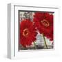 Red Gerberas I-Jenny Thomlinson-Framed Art Print