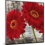 Red Gerberas I-Jenny Thomlinson-Mounted Art Print