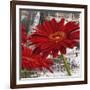 Red Gerberas II-Jenny Thomlinson-Framed Art Print