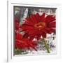 Red Gerberas II-Jenny Thomlinson-Framed Art Print