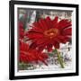 Red Gerberas II-Jenny Thomlinson-Framed Art Print