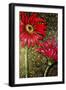 Red Gerberas-Cherie Roe Dirksen-Framed Giclee Print