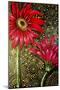 Red Gerberas-Cherie Roe Dirksen-Mounted Giclee Print