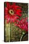 Red Gerberas-Cherie Roe Dirksen-Stretched Canvas