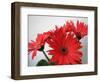 Red Gerbers II-Herb Dickinson-Framed Photographic Print