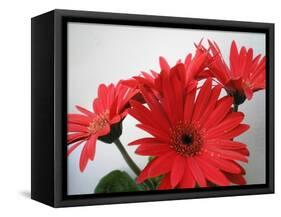 Red Gerbers II-Herb Dickinson-Framed Stretched Canvas