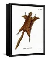 Red Giant Flying Squirrel-null-Framed Stretched Canvas