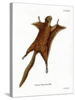 Red Giant Flying Squirrel-null-Stretched Canvas