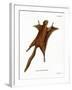 Red Giant Flying Squirrel-null-Framed Giclee Print