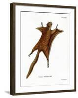 Red Giant Flying Squirrel-null-Framed Giclee Print