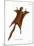 Red Giant Flying Squirrel-null-Mounted Giclee Print