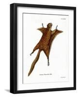 Red Giant Flying Squirrel-null-Framed Giclee Print