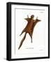 Red Giant Flying Squirrel-null-Framed Giclee Print