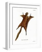 Red Giant Flying Squirrel-null-Framed Giclee Print