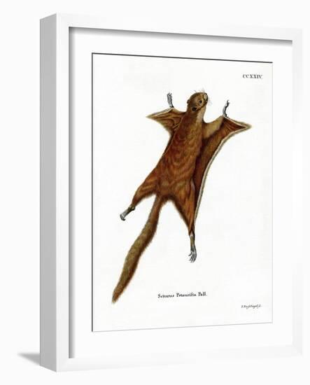 Red Giant Flying Squirrel-null-Framed Giclee Print