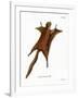 Red Giant Flying Squirrel-null-Framed Giclee Print