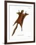 Red Giant Flying Squirrel-null-Framed Giclee Print