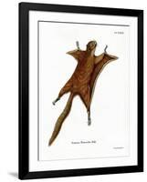 Red Giant Flying Squirrel-null-Framed Giclee Print