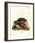 Red Giant Flying Squirrel-null-Framed Giclee Print