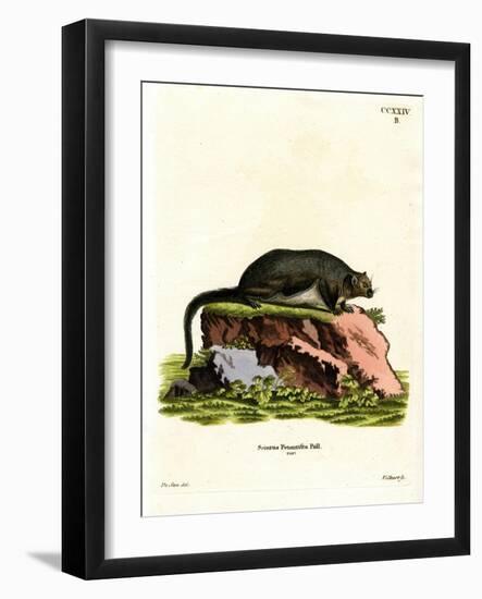 Red Giant Flying Squirrel-null-Framed Giclee Print