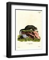 Red Giant Flying Squirrel-null-Framed Premium Giclee Print