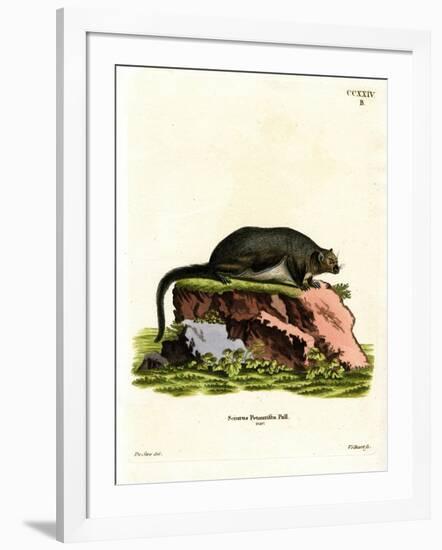 Red Giant Flying Squirrel-null-Framed Giclee Print