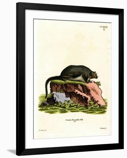 Red Giant Flying Squirrel-null-Framed Giclee Print