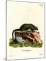 Red Giant Flying Squirrel-null-Mounted Giclee Print