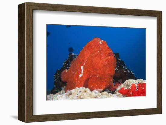 Red Giant Frogfish (Antennarius Commersonii)-Reinhard Dirscherl-Framed Photographic Print