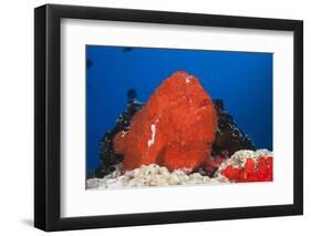 Red Giant Frogfish (Antennarius Commersonii)-Reinhard Dirscherl-Framed Photographic Print