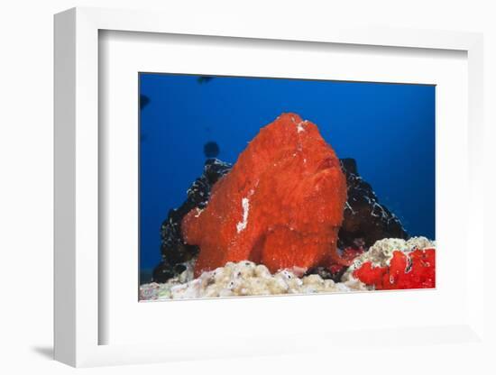 Red Giant Frogfish (Antennarius Commersonii)-Reinhard Dirscherl-Framed Photographic Print