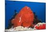 Red Giant Frogfish (Antennarius Commersonii)-Reinhard Dirscherl-Mounted Photographic Print