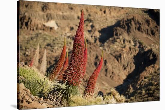 Red Giant Tajinaste - Mount Teide Blugloss (Echium Wildpretii) Flowers, Teide Np, Canary Islands-Relanzón-Stretched Canvas