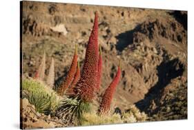 Red Giant Tajinaste - Mount Teide Blugloss (Echium Wildpretii) Flowers, Teide Np, Canary Islands-Relanzón-Stretched Canvas